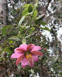 Passiflora tripartita image