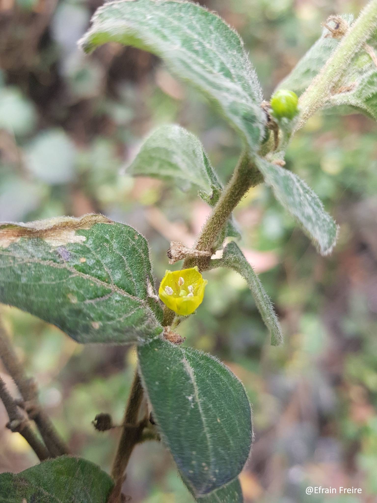 Capsicum image