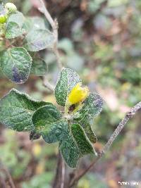 Capsicum rhomboideum image