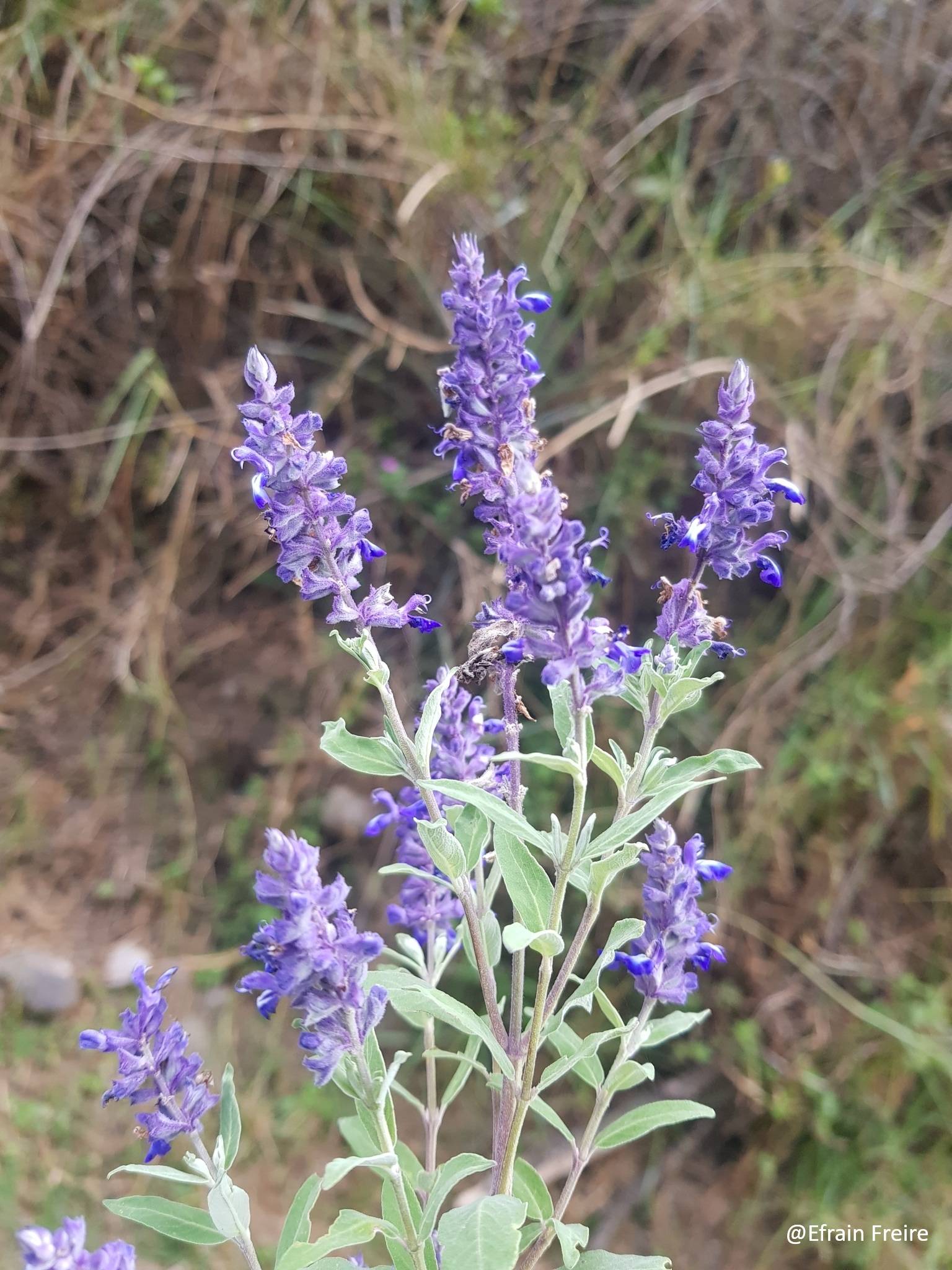 Salvia humboldtiana image