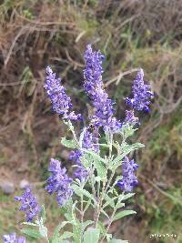Salvia humboldtiana image