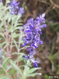 Salvia humboldtiana image