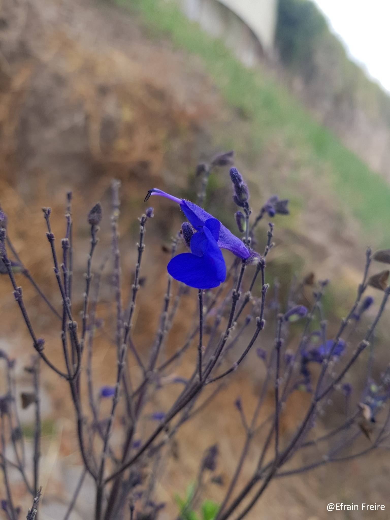 Salvia sagittata image