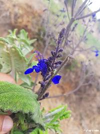 Salvia sagittata image