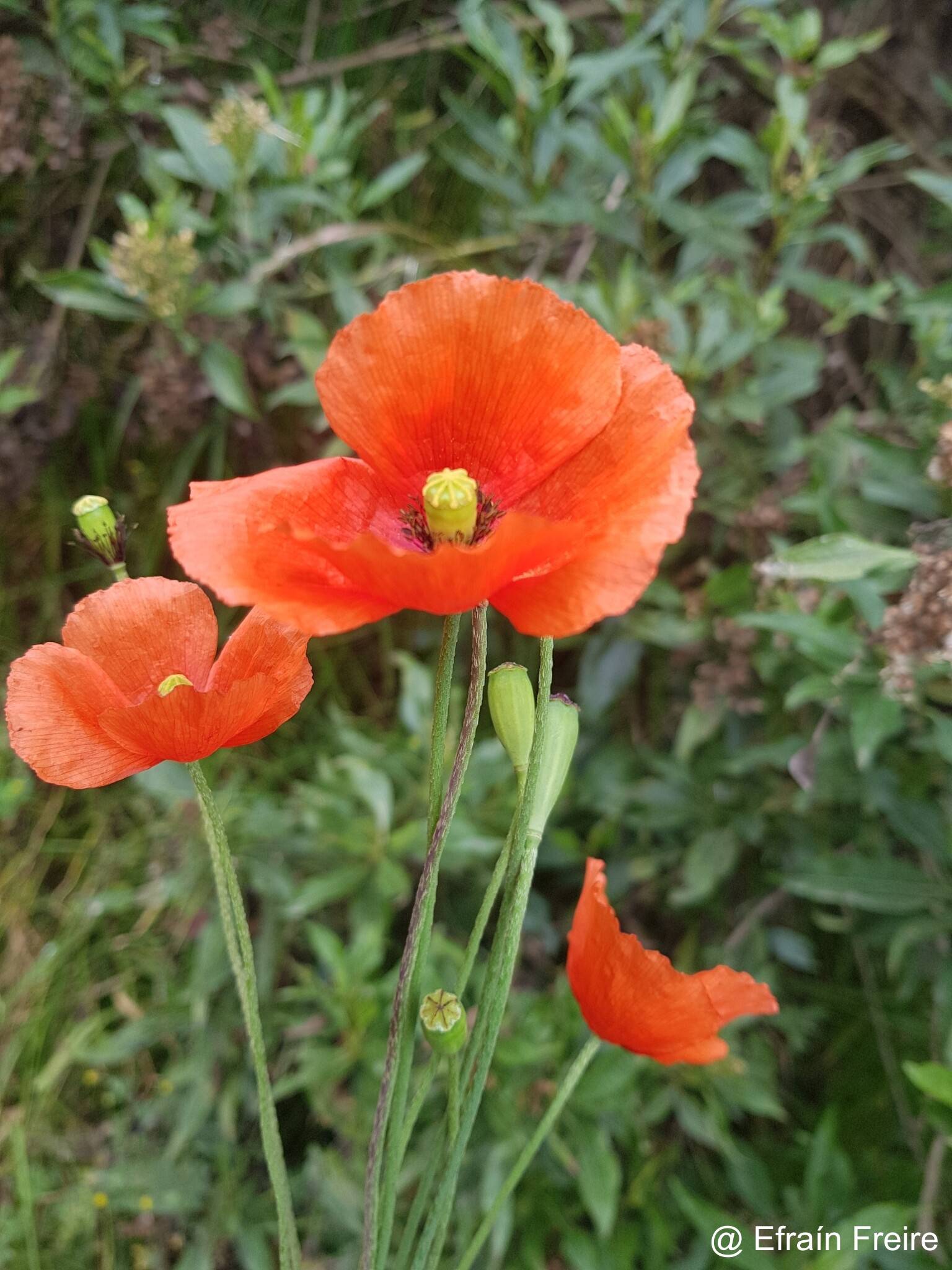 Papaveraceae image