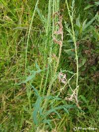 Papaver rhoeas image