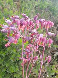 Kalanchoe laxiflora image
