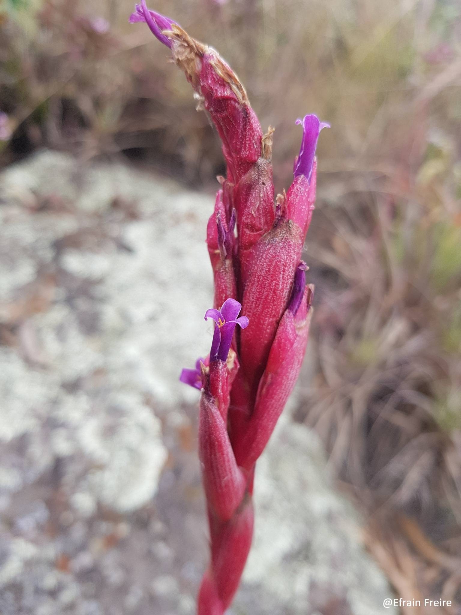 Tillandsia image
