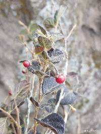 Capsicum rhomboideum image