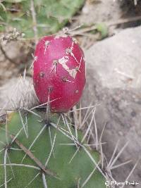 Image of Opuntia soederstromiana