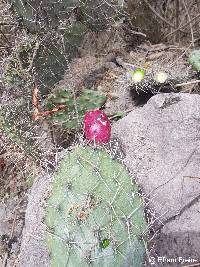 Opuntia soederstromiana image