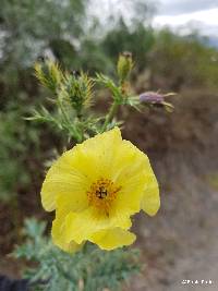 Argemone mexicana image