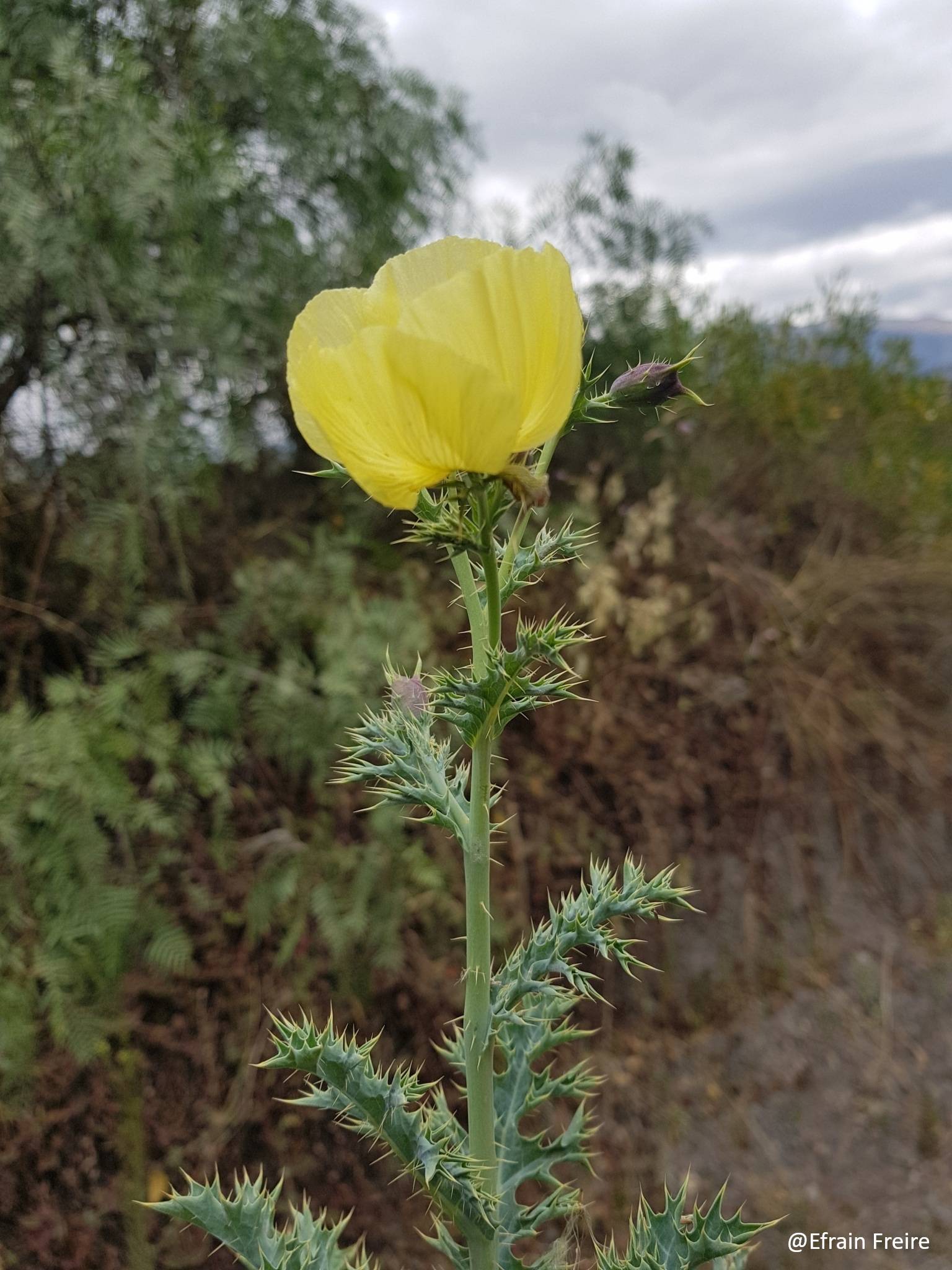 Argemone mexicana image