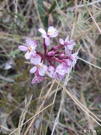 Epidendrum arachnoglossum image