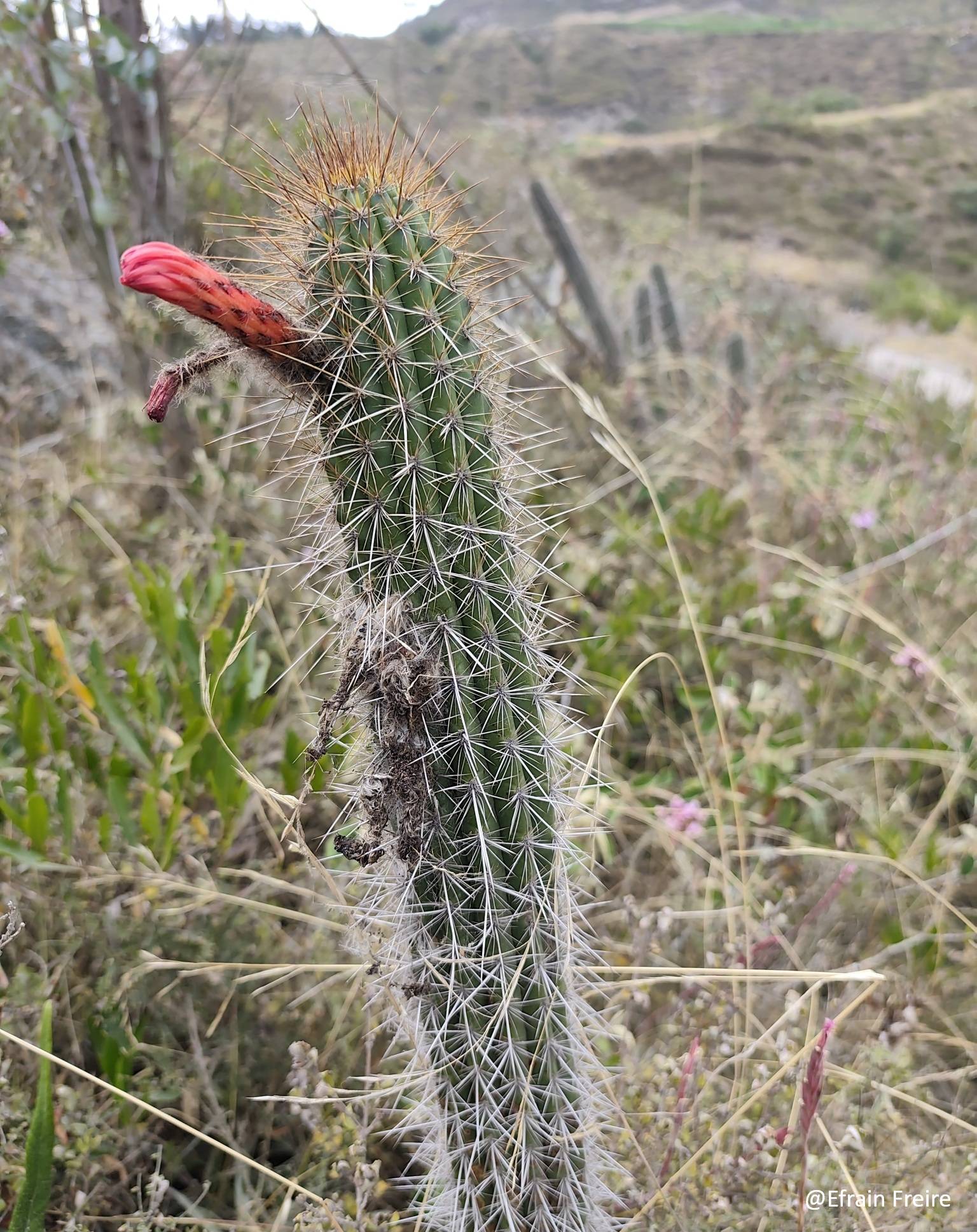Borzicactus image
