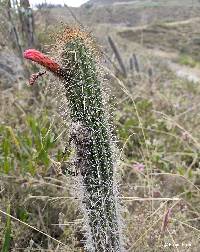 Image of Borzicactus sepium