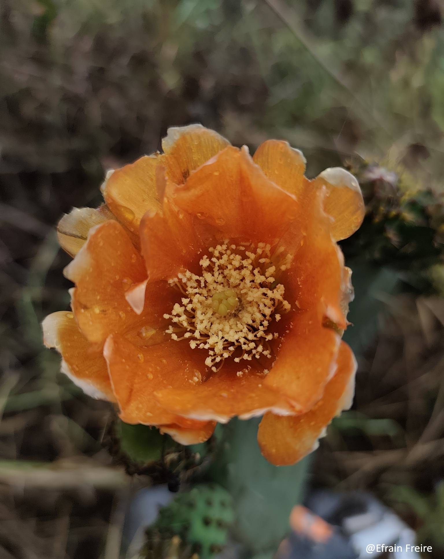 Opuntia image