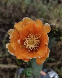 Image of Opuntia ficus-indica
