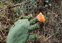 Opuntia ficus-indica image