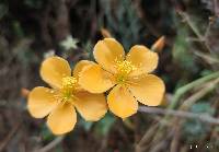 Mentzelia scabra image