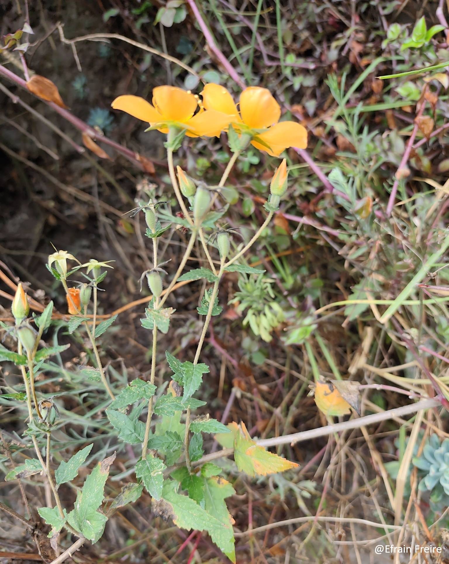 Loasaceae image