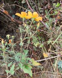 Mentzelia scabra image