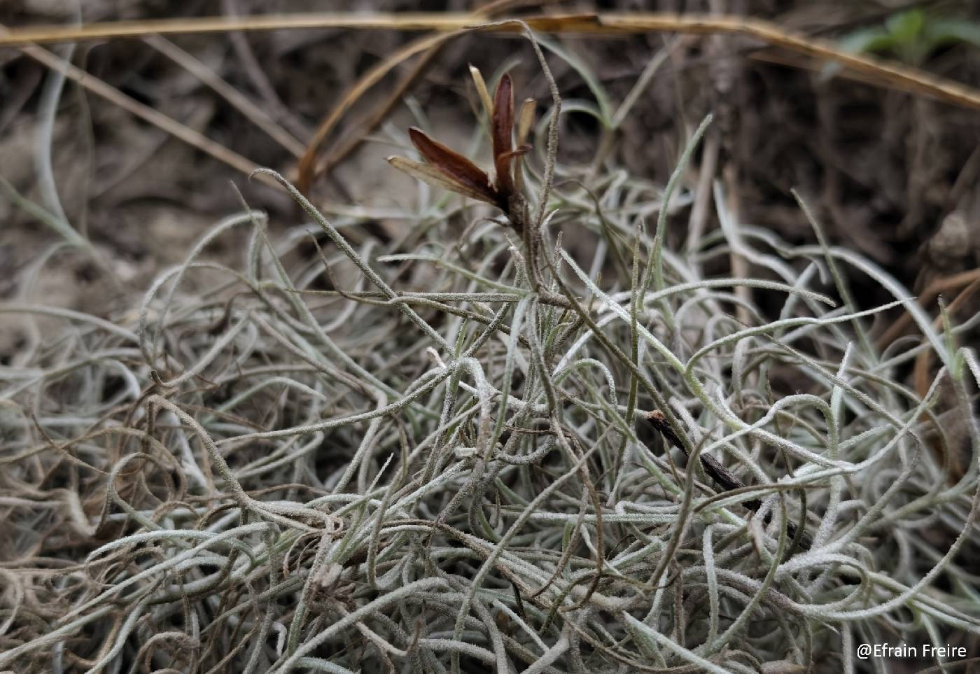 Tillandsia image