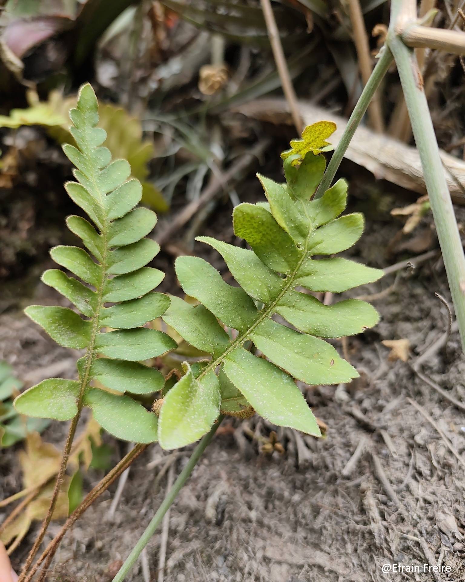 Polypodiaceae image