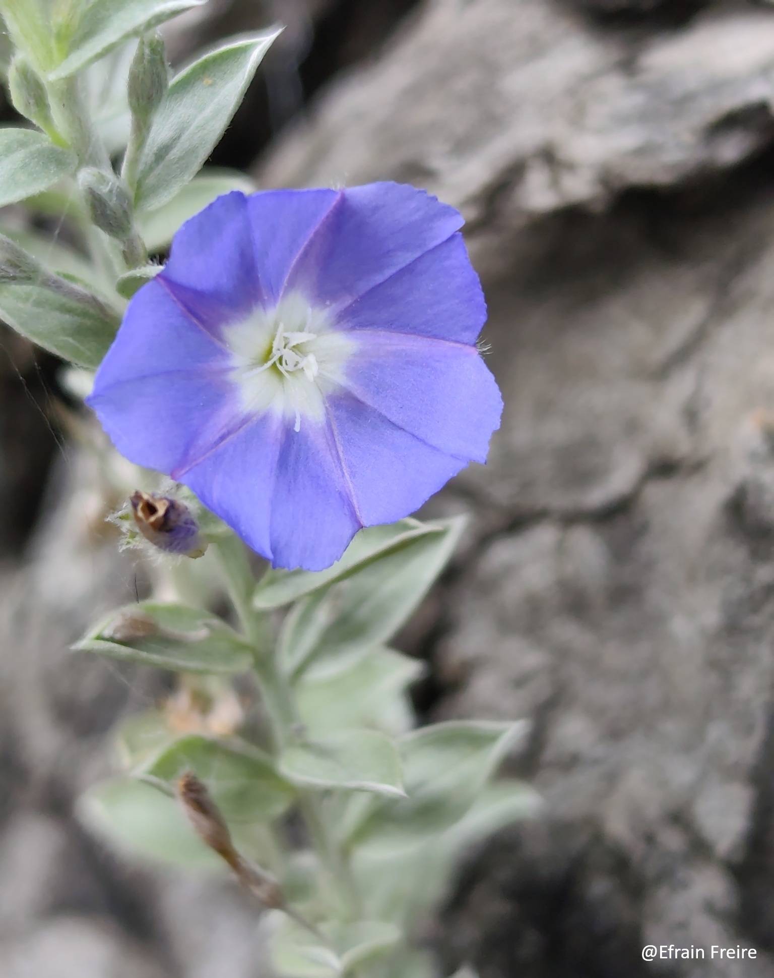 Convolvulaceae image