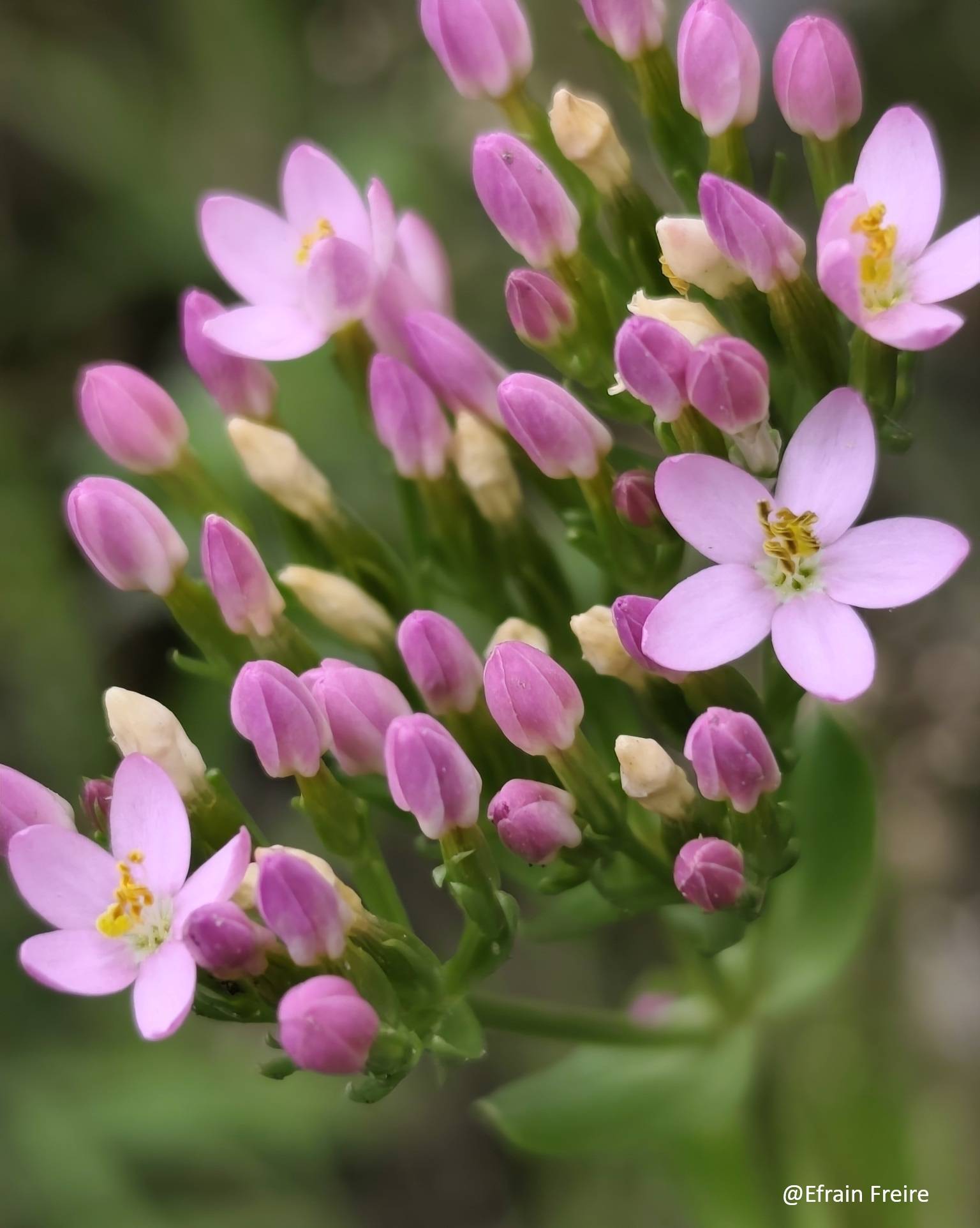 Centaurium image