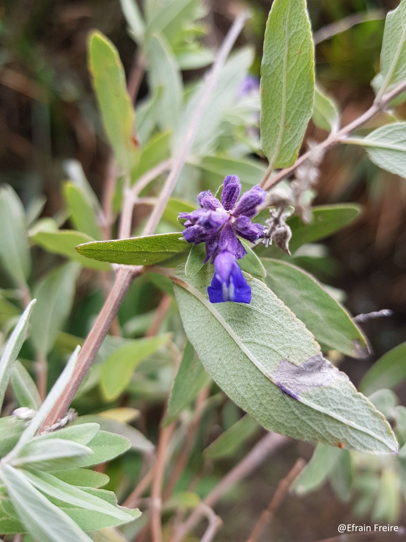 Salvia humboldtiana image