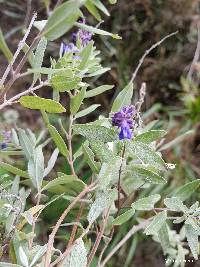 Salvia humboldtiana image