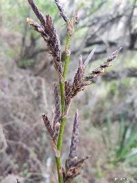 Racinaea pectinata image