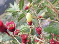 Brachyotum ledifolium image