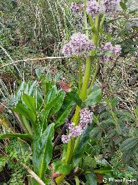 Image of Valeriana pilosa