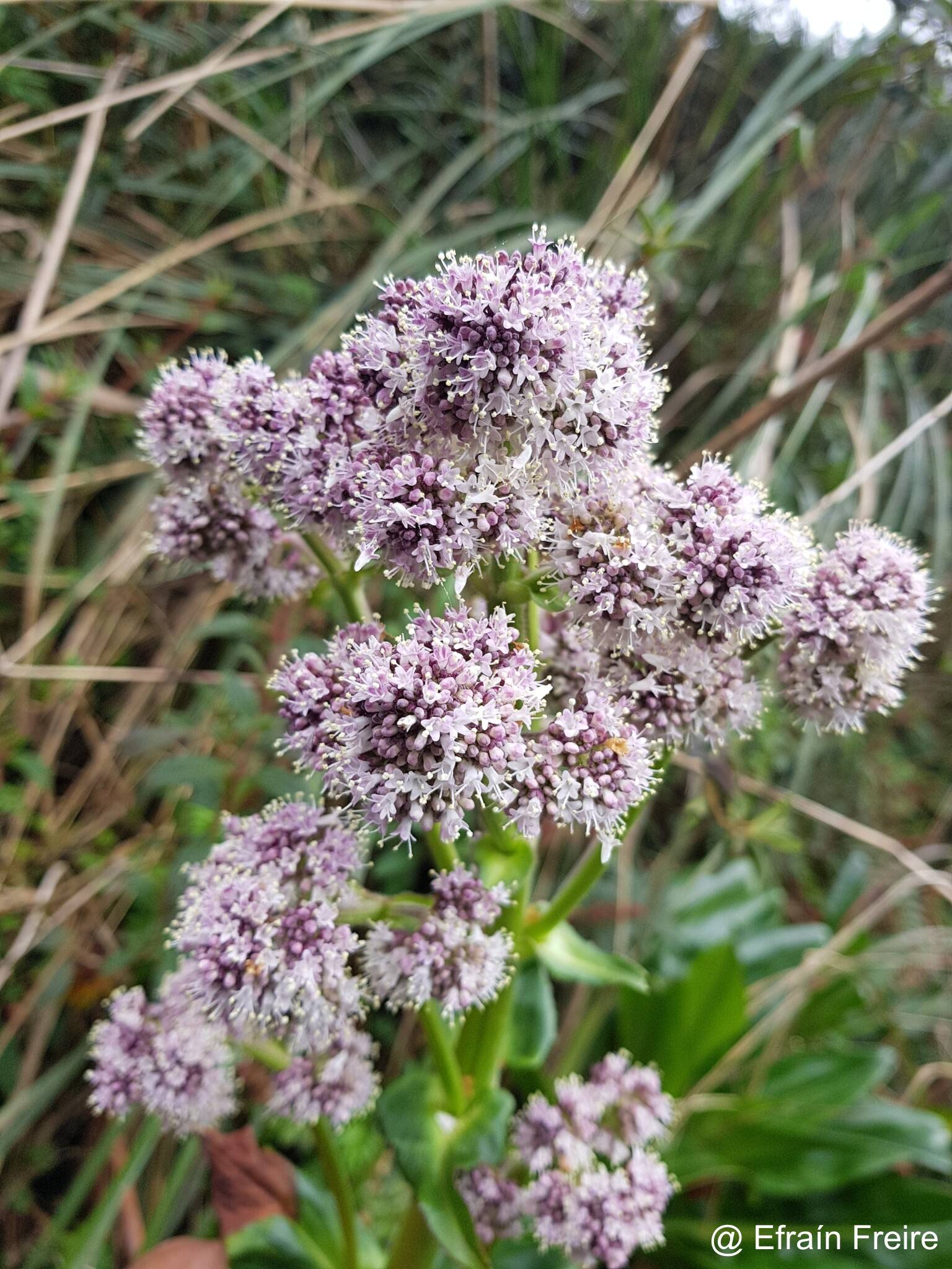 Valeriana image