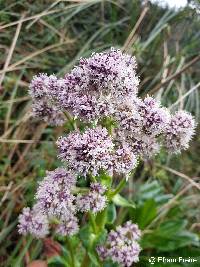 Valeriana pilosa image