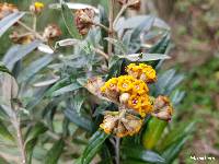 Buddleja pichinchensis image