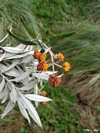 Image of Buddleja pichinchensis