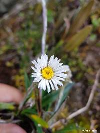 Oritrophium peruvianum image