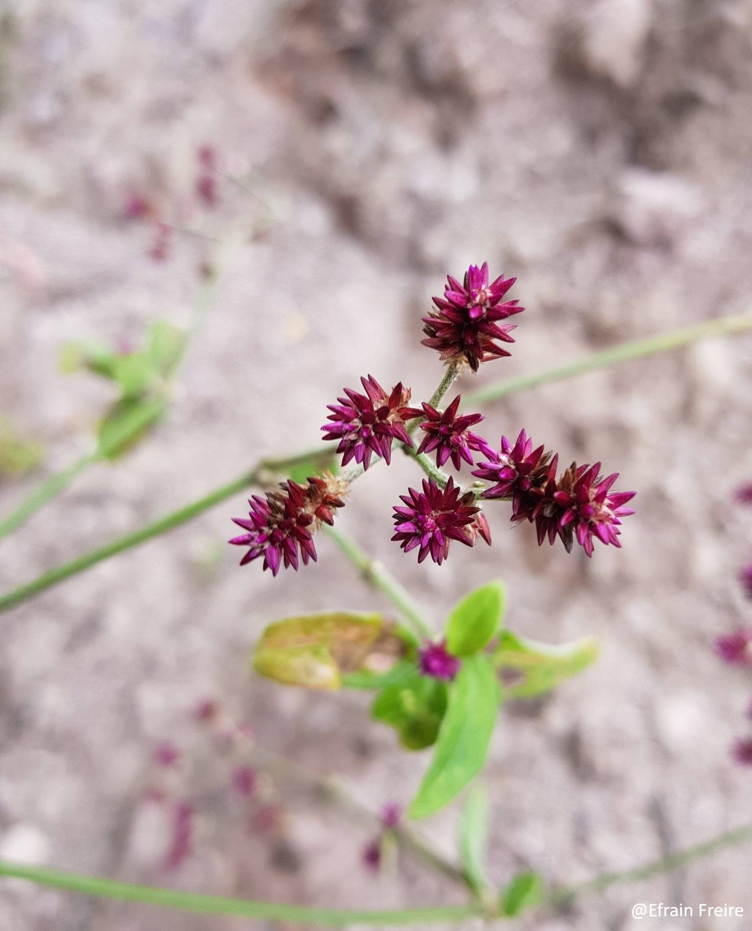 Alternanthera image