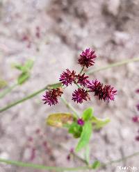 Alternanthera porrigens image