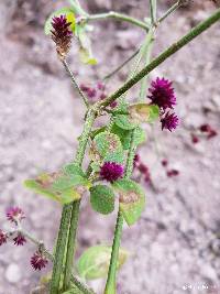 Alternanthera porrigens image