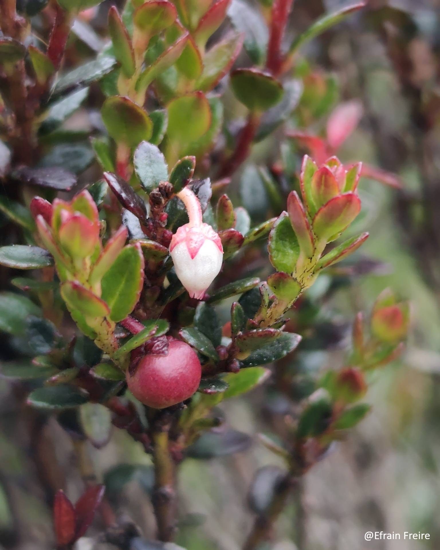 Gaultheria myrsinoides image