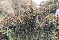 Gaultheria myrsinoides image