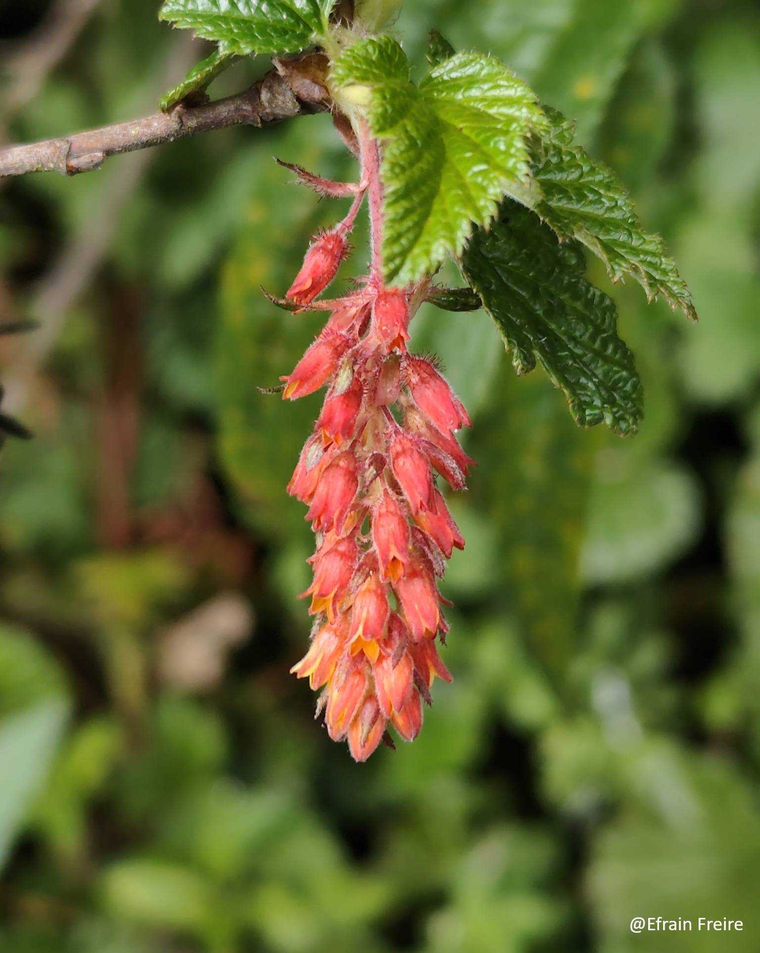 Ribes image