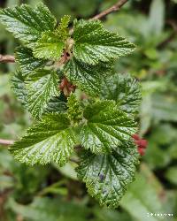 Ribes lehmannii image