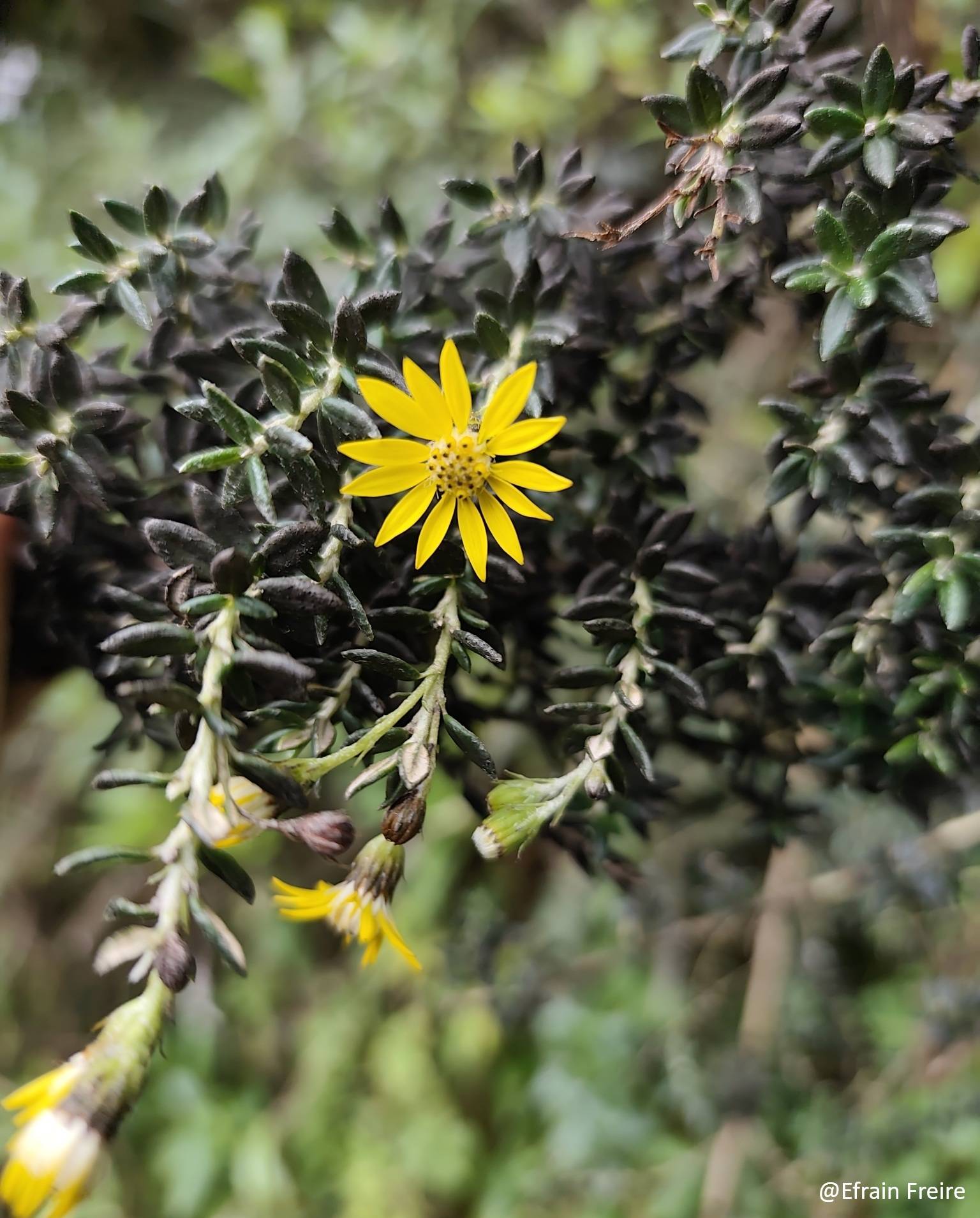 Pentacalia image