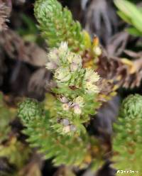 Image of Alchemilla hispidula
