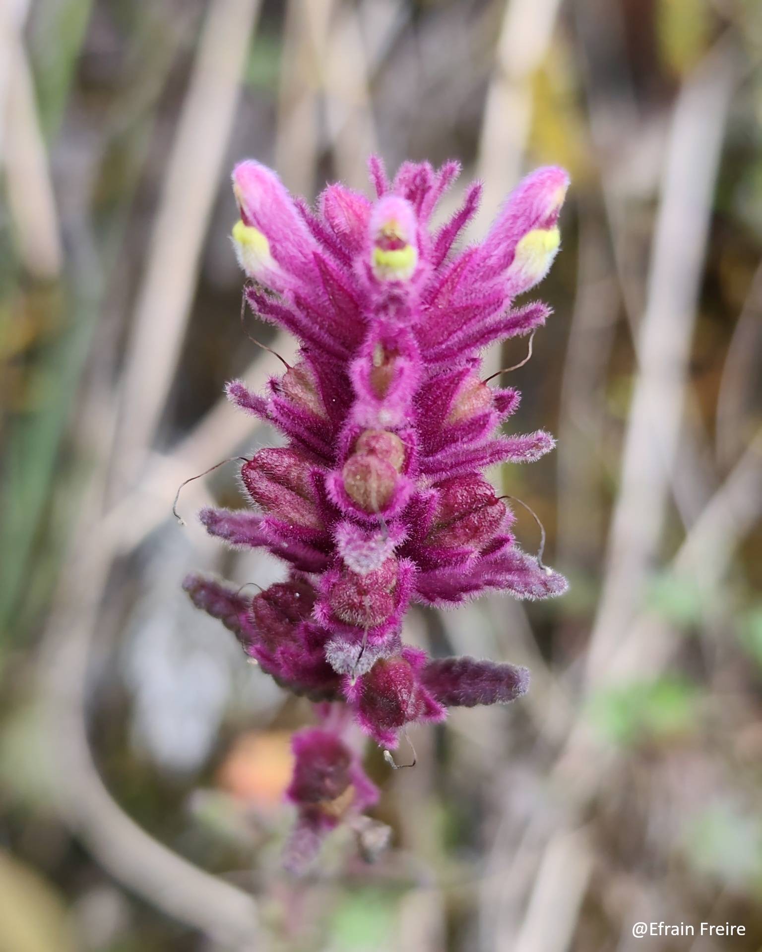 Neobartsia laticrenata image